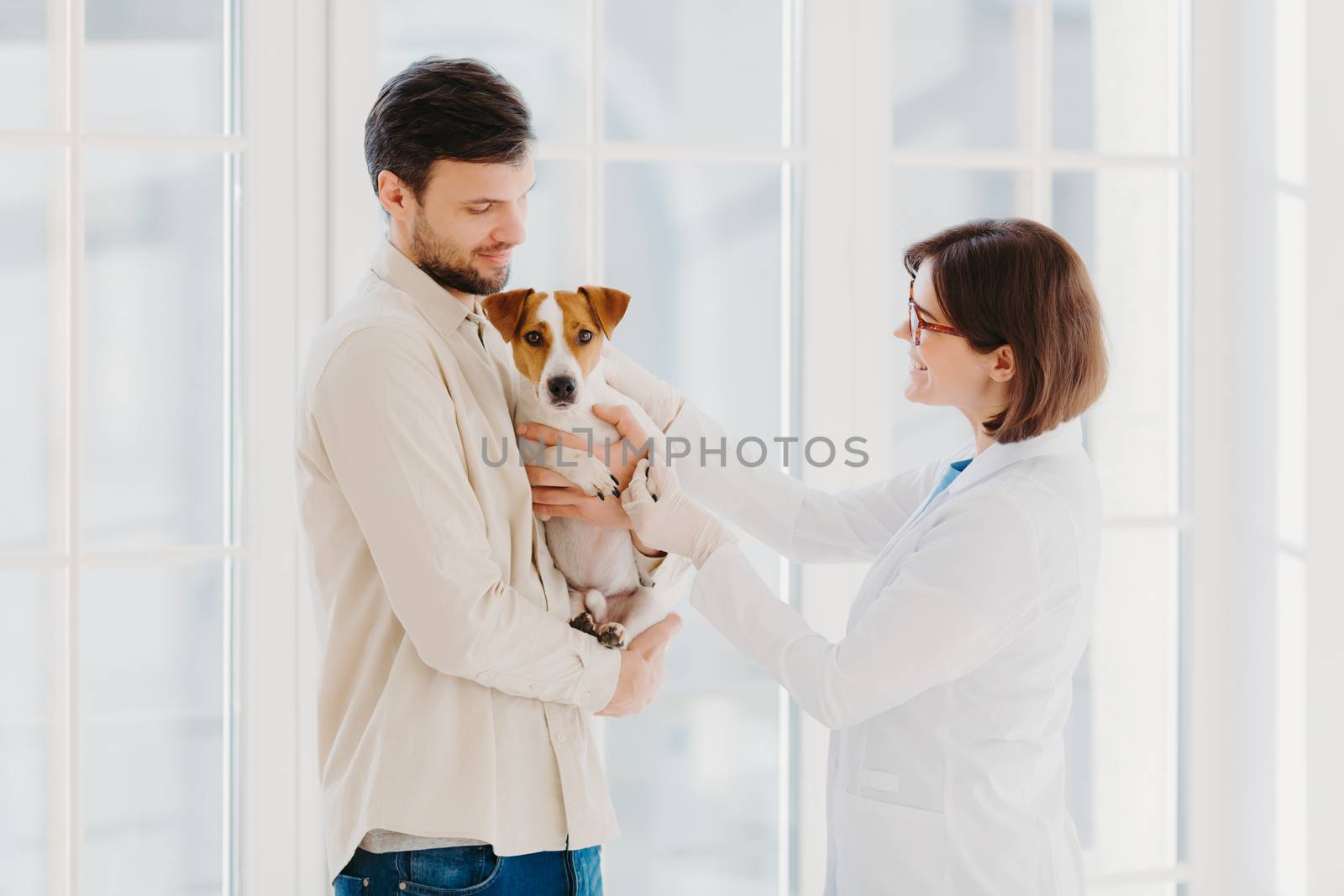 Sideways shot of veterinary woman going to examine sick dog. Jack russell terrier dog and his owner come to vet clinic, need help to cure disease, stand against window. Taking care of animals by vkstock