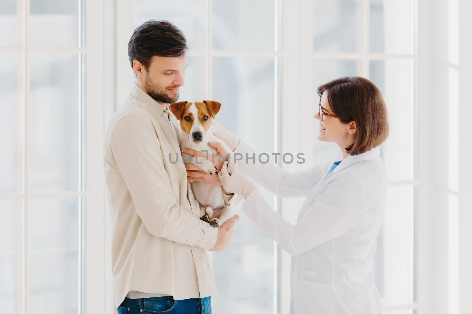 Sideways shot of veterinary woman going to examine sick dog. Jack russell terrier dog and his owner come to vet clinic, need help to cure disease, stand against window. Taking care of animals