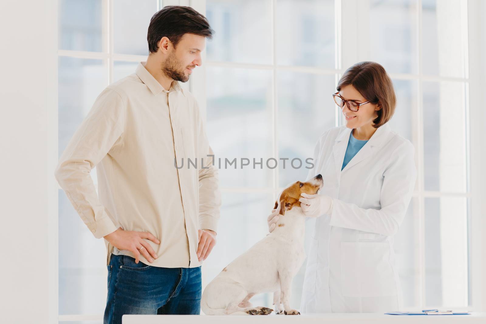 Medicine and pet care concept. Woman veterinarian wears white gown, spectalces, medic gloves, examines jack russell terrier, visit vet clinic. Man owner of ill dog gets consultancy of professional vet