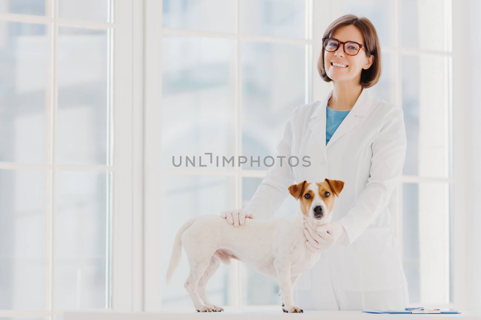 Animal care and health. Indoor shot of woman vet in white gown and medical gloves, stands near examination table, examines dog, pets puppy, pose in modern veterinary clinic against big window. by vkstock