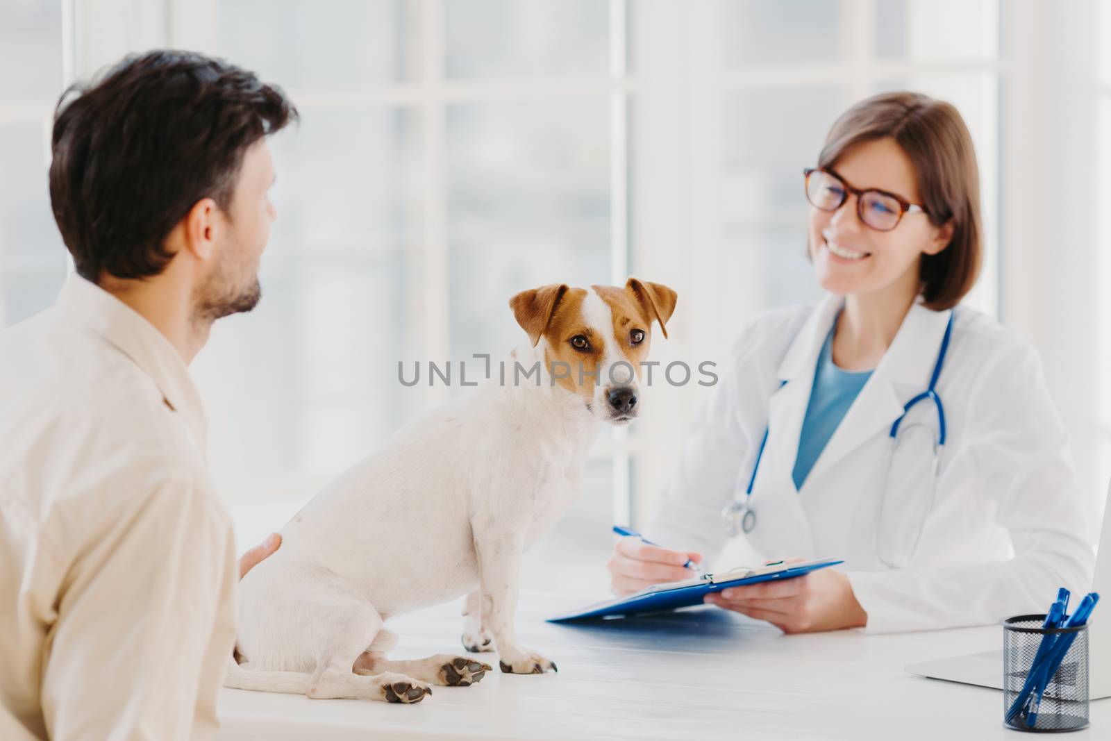 Dog owner comes with heart diseased animal to vet for checkup. Jack russell terrier sits at examination table in veterinary clinic. Friendly woman vet writes down prescription for sick animal by vkstock