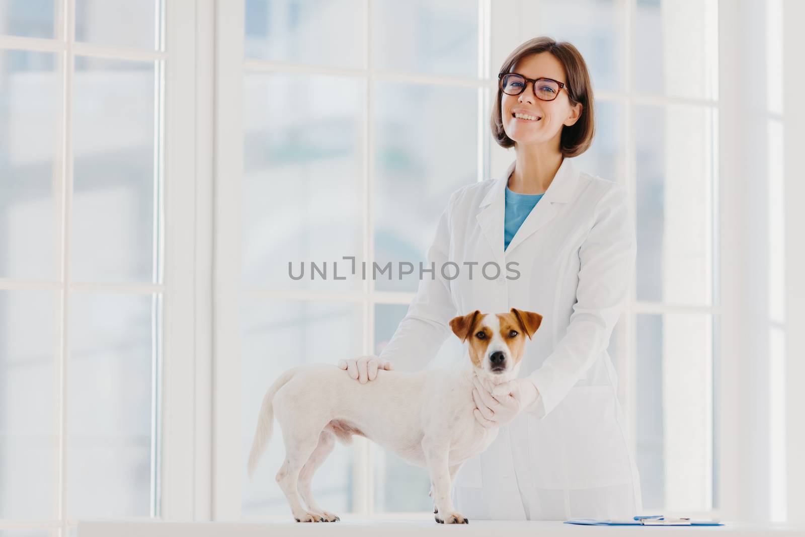 Pedigree dog russell terrier examined and consulted by veterinarian, pose near examination table in vet clinic, going to have vaccination in medical office. Domestic animal visits good doctor by vkstock