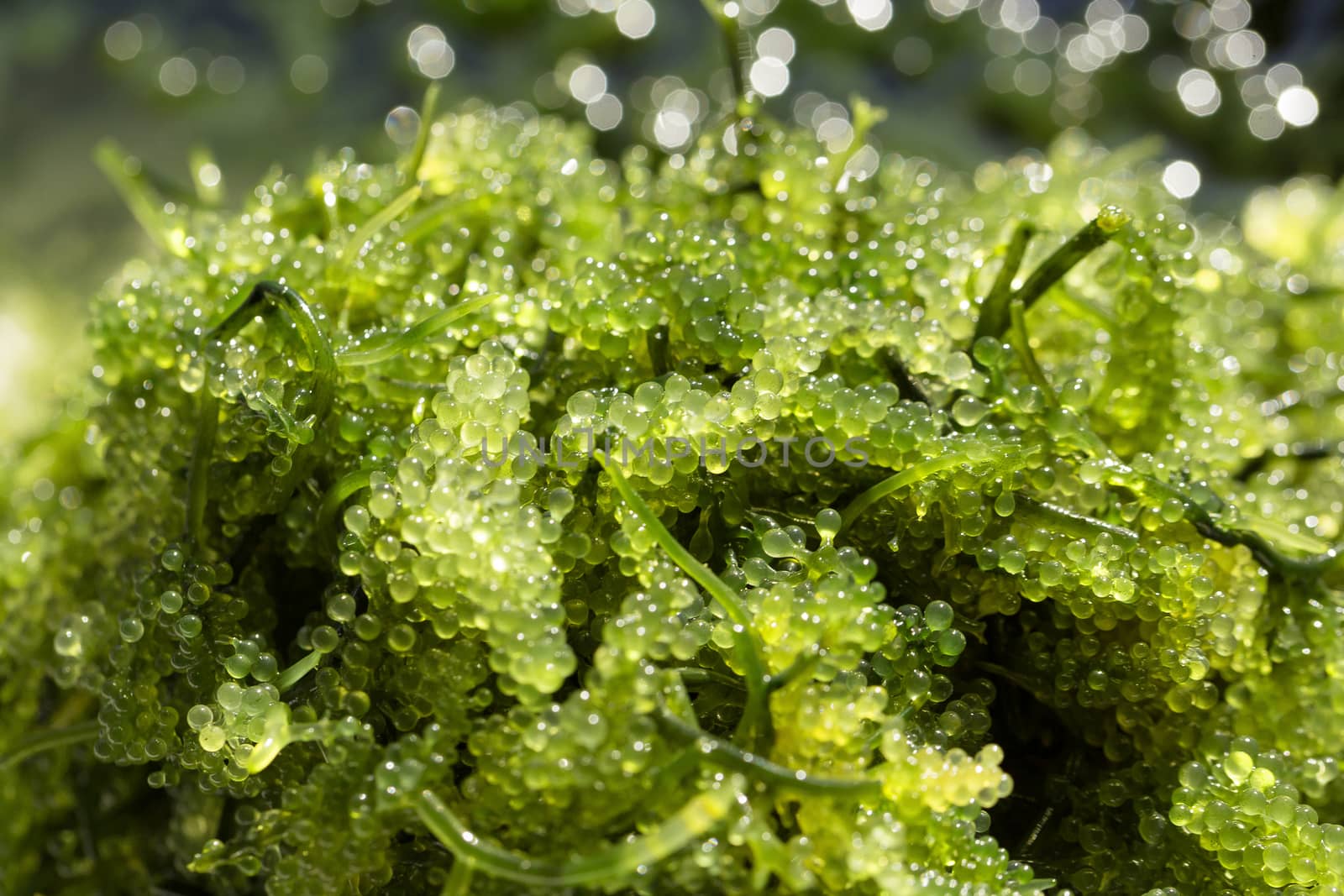 Sea grapes ( green caviar ) seaweed, Healthy food by kaiskynet