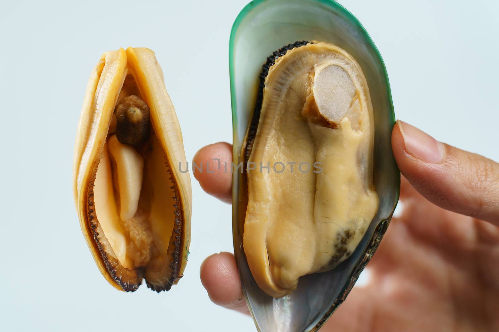 mussels on a white background with Hand