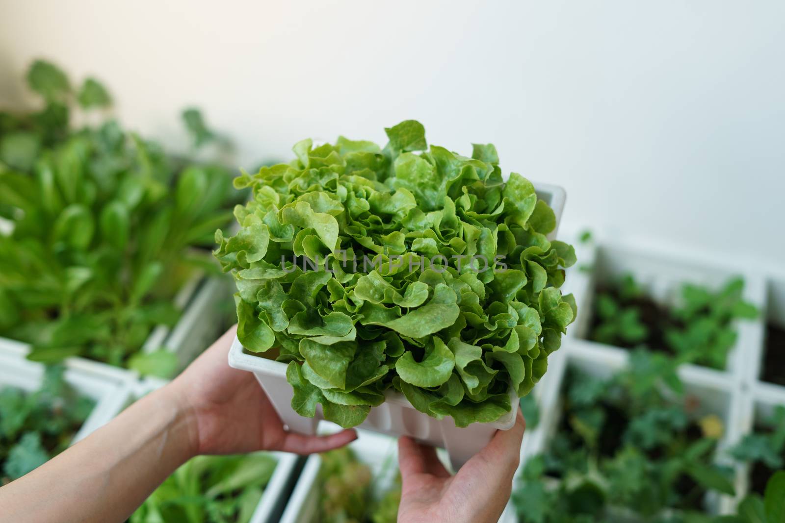 Organic salad plant : Green Oak in white plastic plant pot. by sirawit99