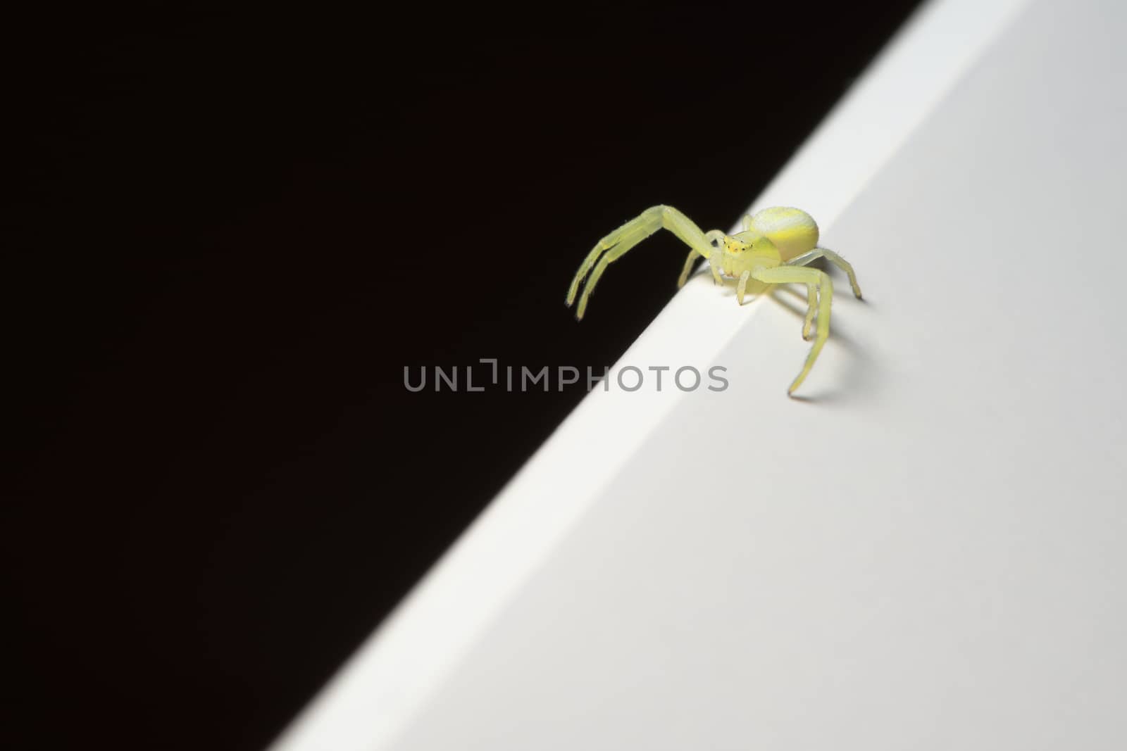 Abstract scene, small black-footed yellow sac spider explores the divide between black and white halves of the image with its long legs. Copy space.