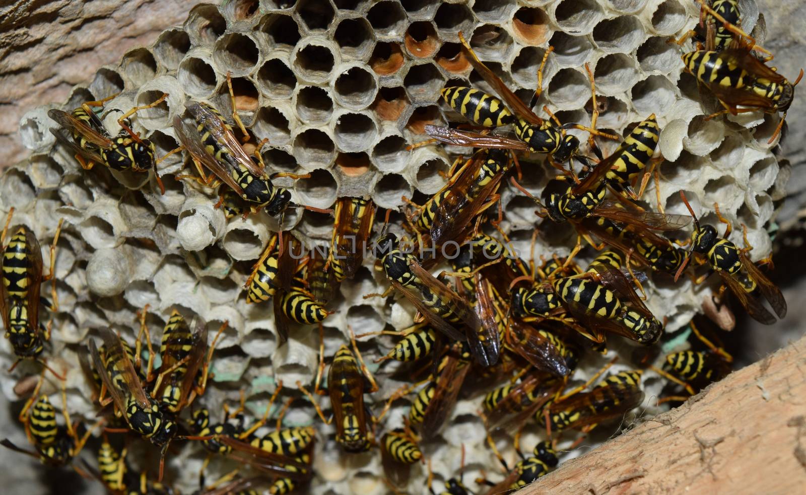Wasp nest with wasps sitting on it. Wasps polist. The nest of a family of wasps which is taken a close-up by eleonimages