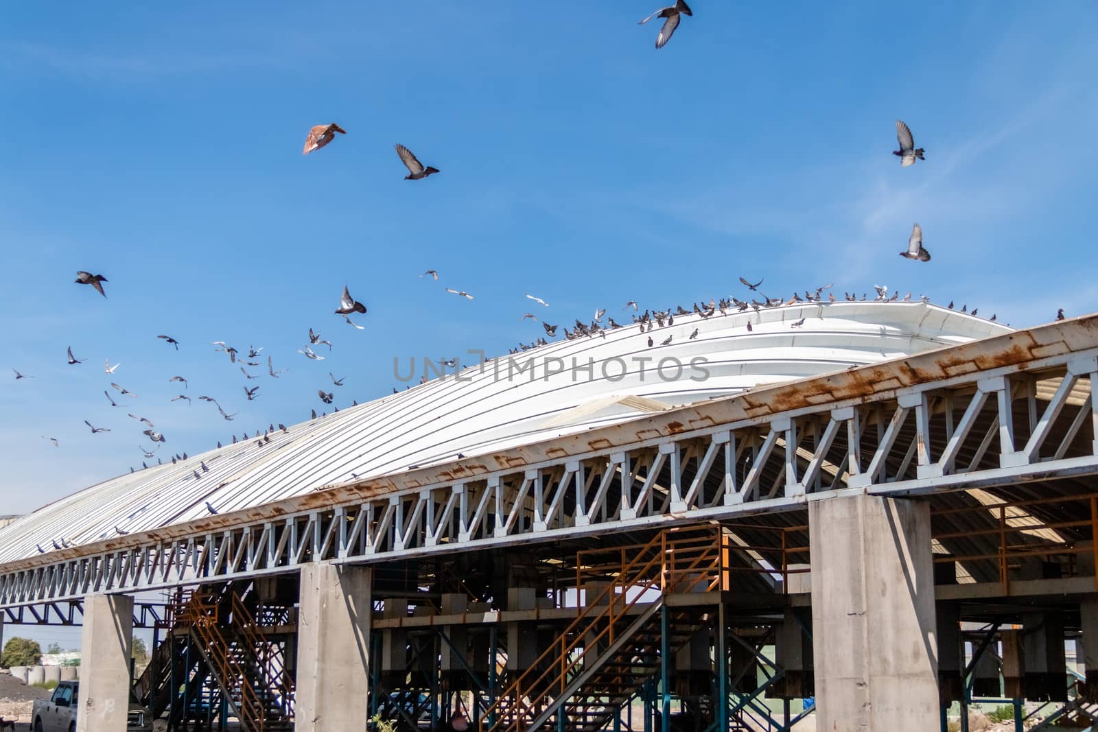 Seagulls, pigeons resting on white metal roof. recycling plant. Bordo de xochiaca. by leo_de_la_garza