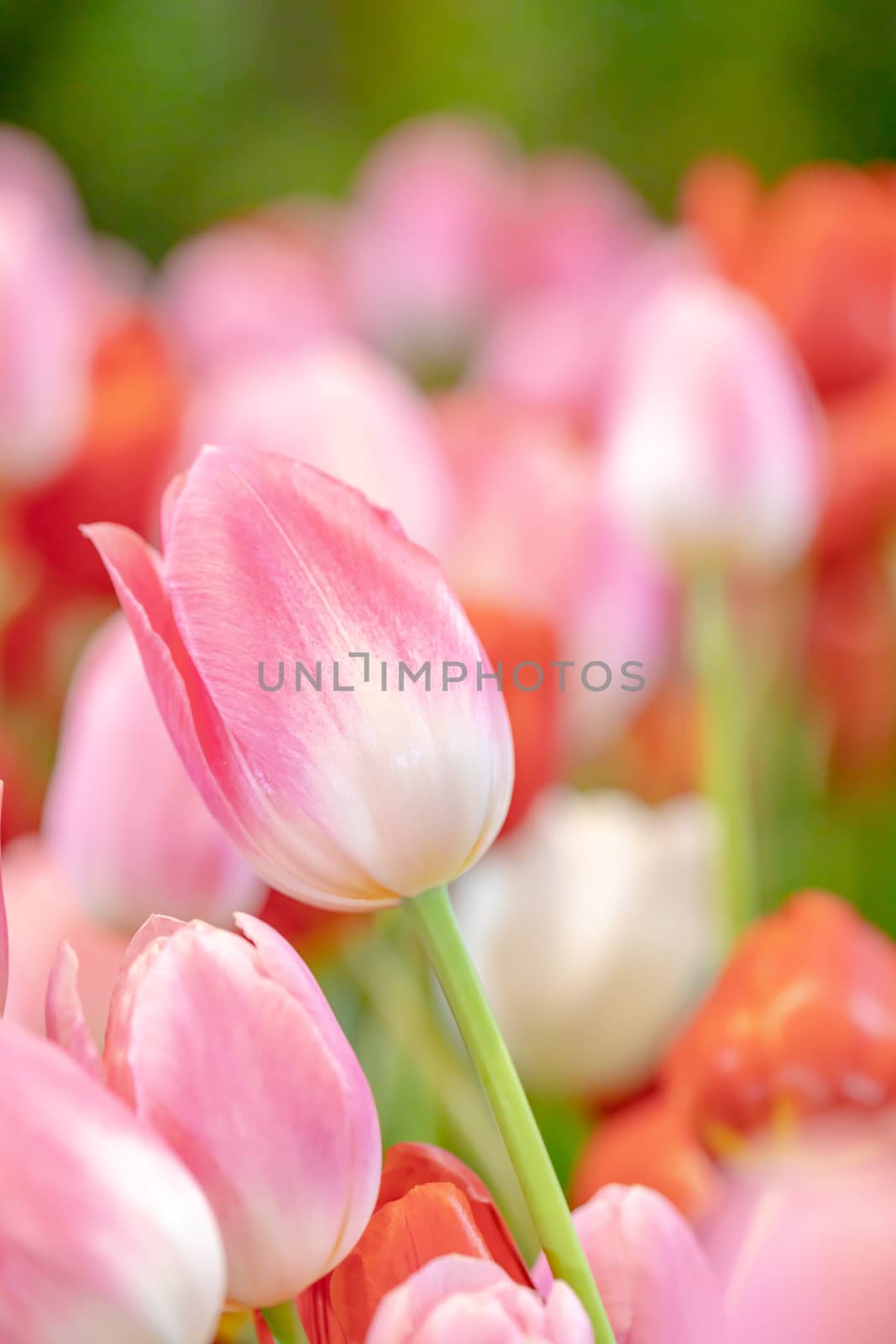 Colorful tulips in the garden by Nikkikii