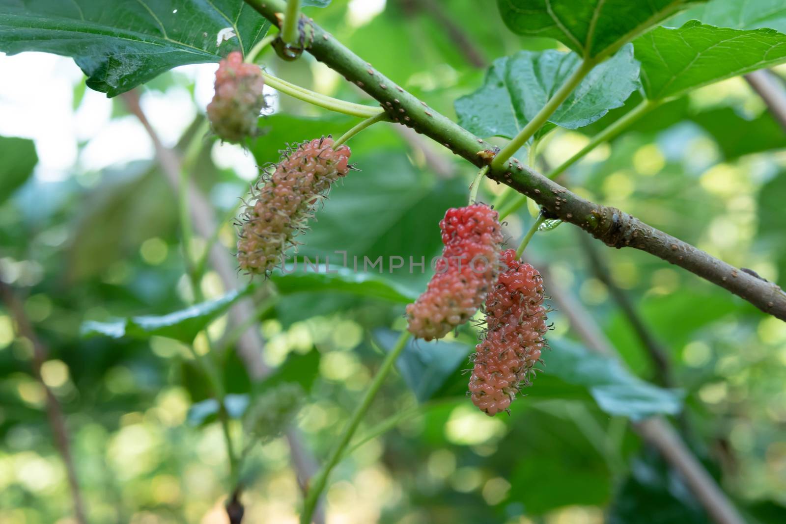 Mulberry fruits hang on the green branches and trunk. Dew drop on stems. Select focus shallow depth of field.