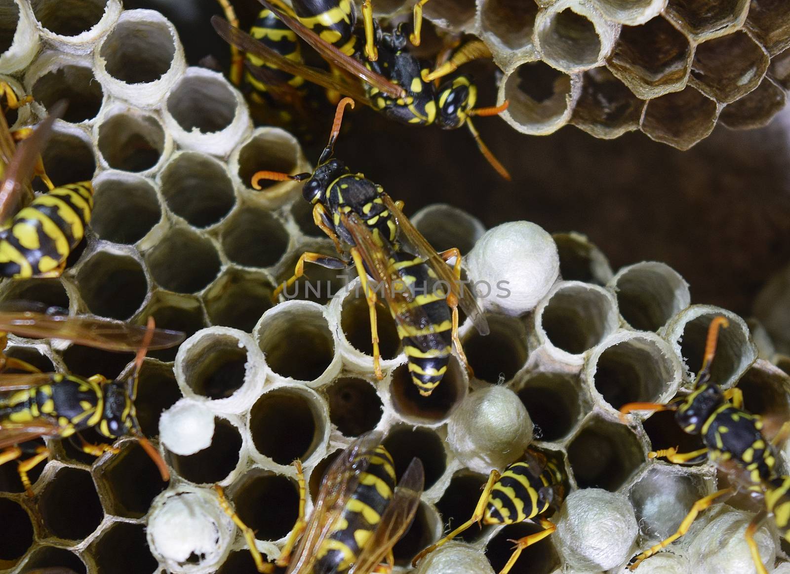 Wasp nest with wasps sitting on it. Wasps polist. The nest of a family of wasps which is taken a close-up.