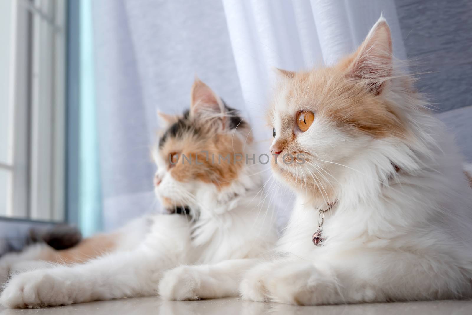 2 Persian cats lying in the room and looking something