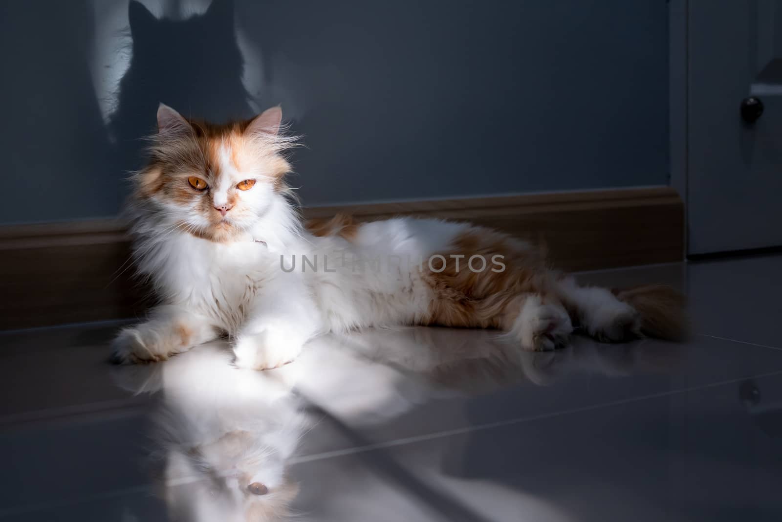 A Persian cat lying on the floor in the room with sunbeam and shadow