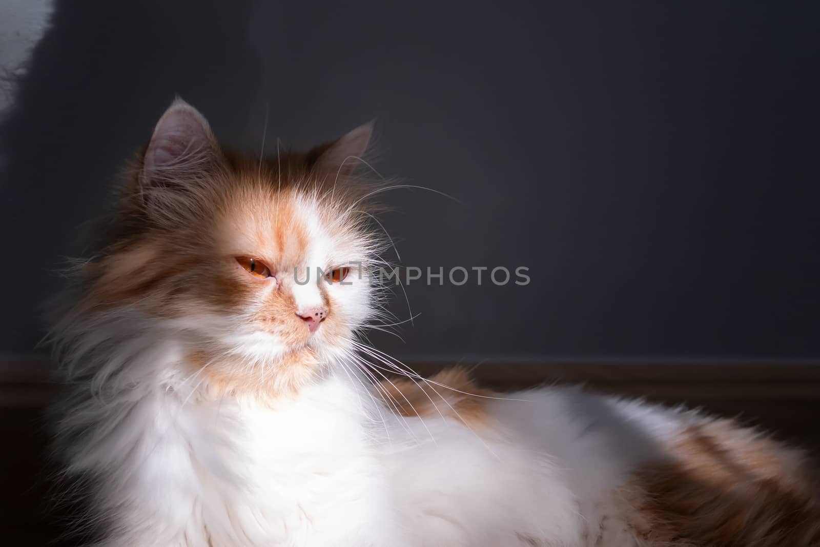 A Persian cat lying on the floor in the room by Nikkikii