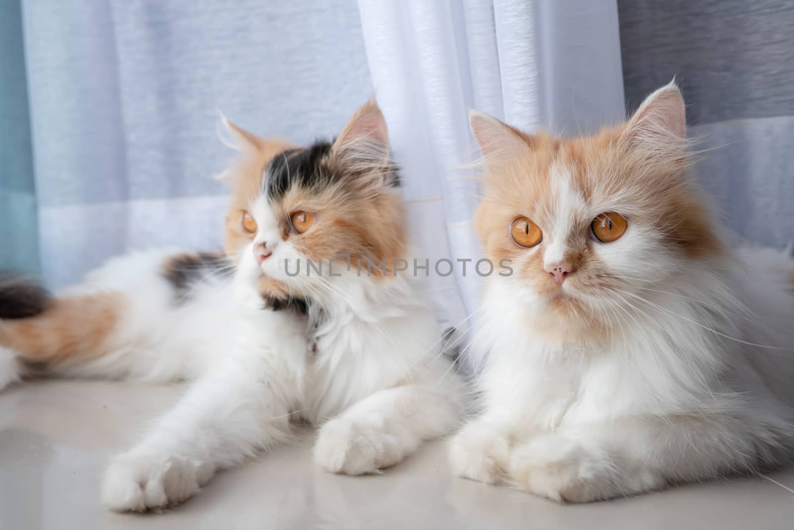 Cute 2 Persian cats lying on the floor and looking outside