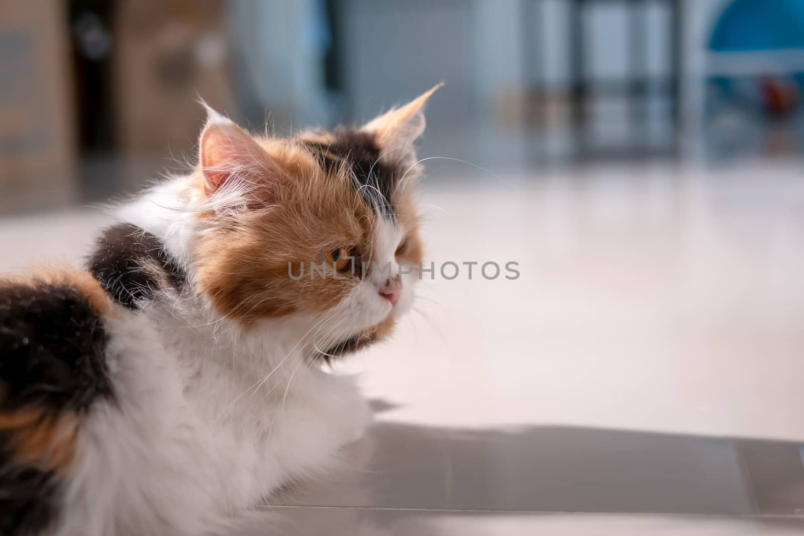 Cute Persian cat 3 colors lying on the floor and looking by Nikkikii