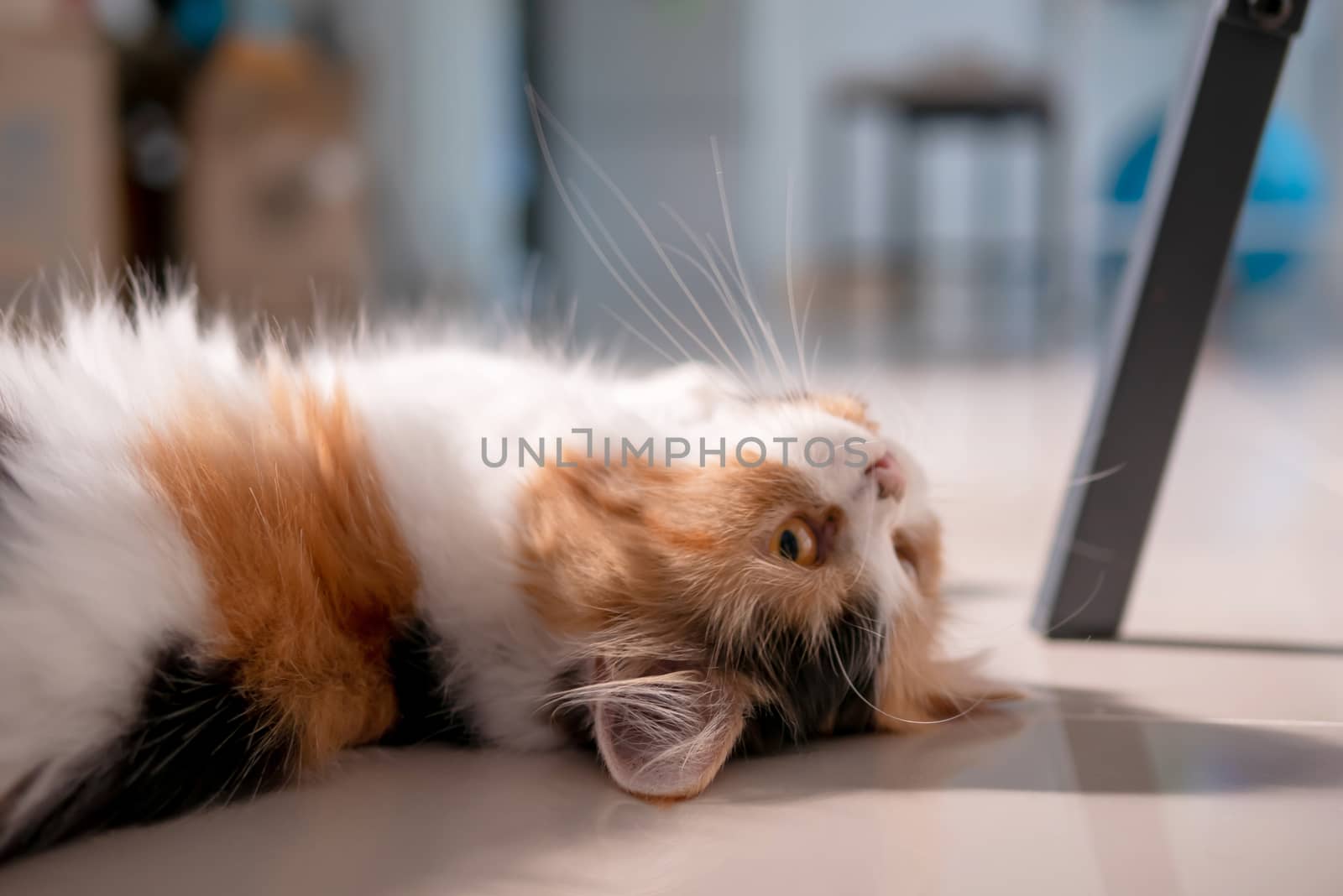 Cute Persian cat 3 colors lying on the floor by Nikkikii