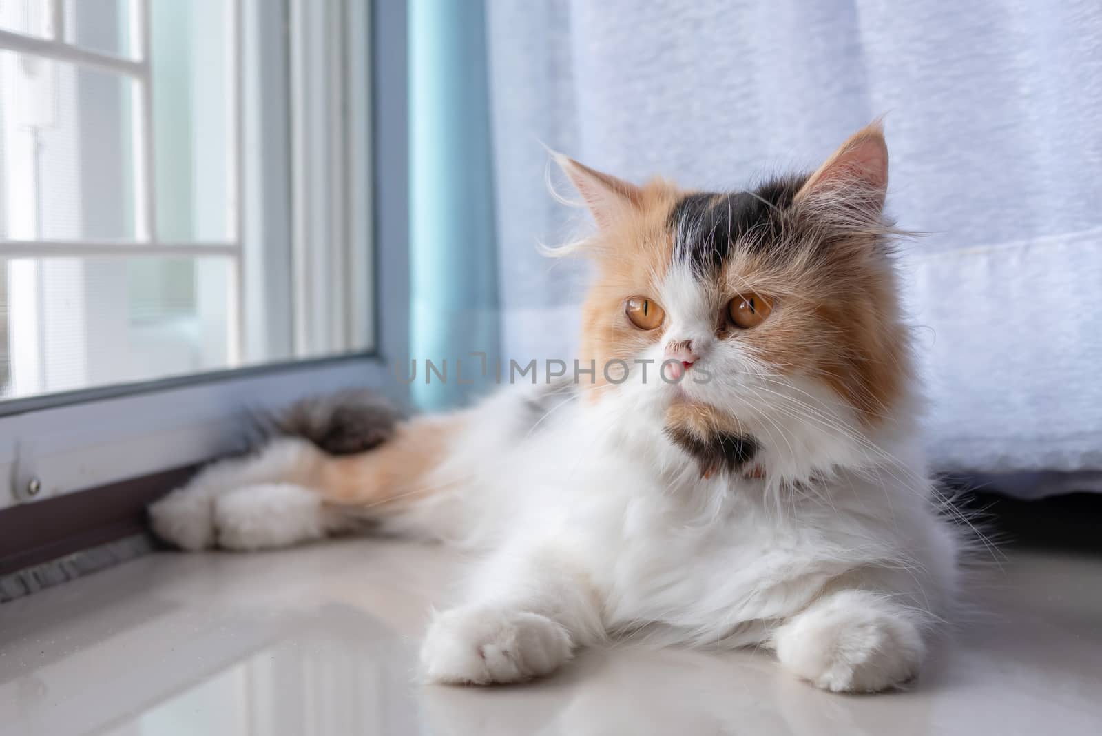 Cute Persian cat 3 colors lying on the floor