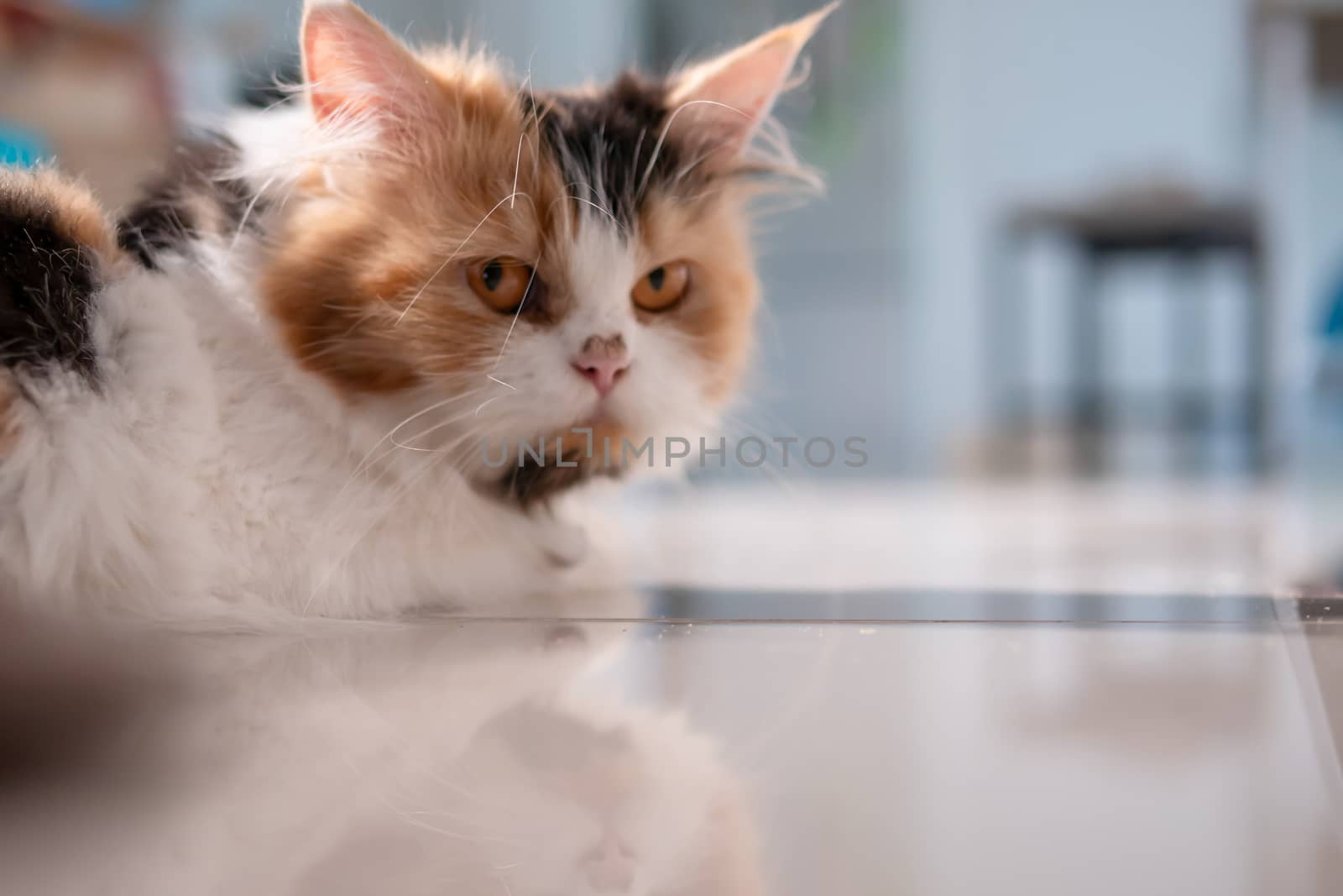 Persian cat looking from under the table by Nikkikii