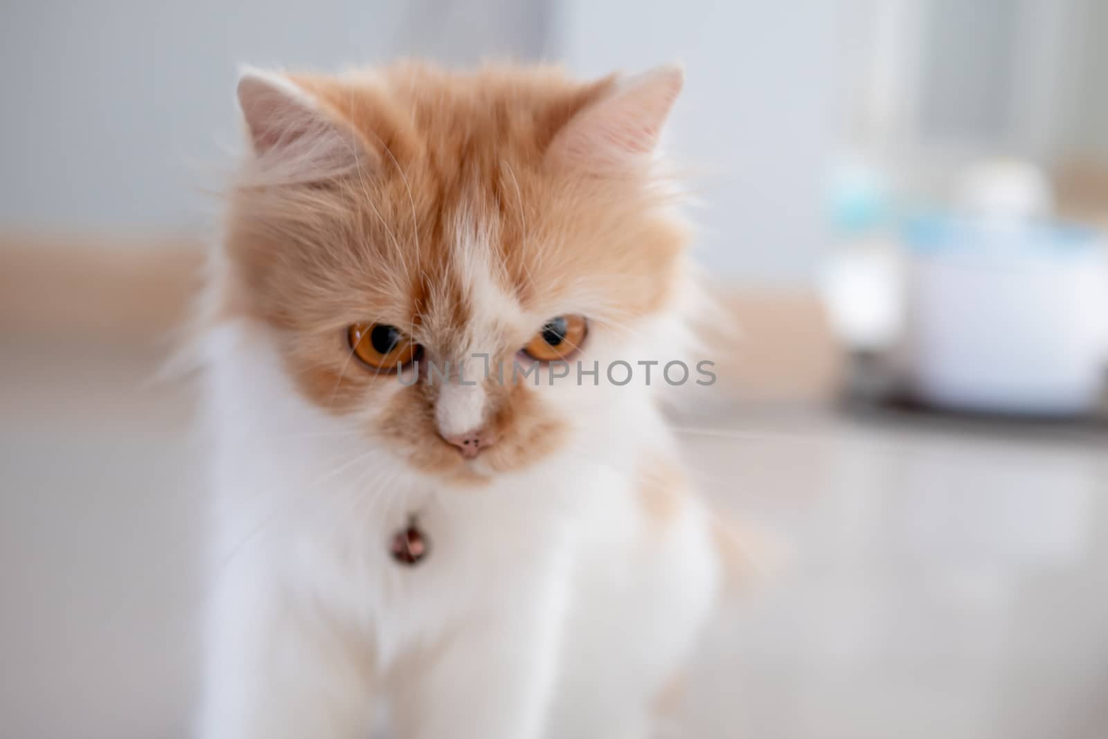 Close-up a Persian cat looking