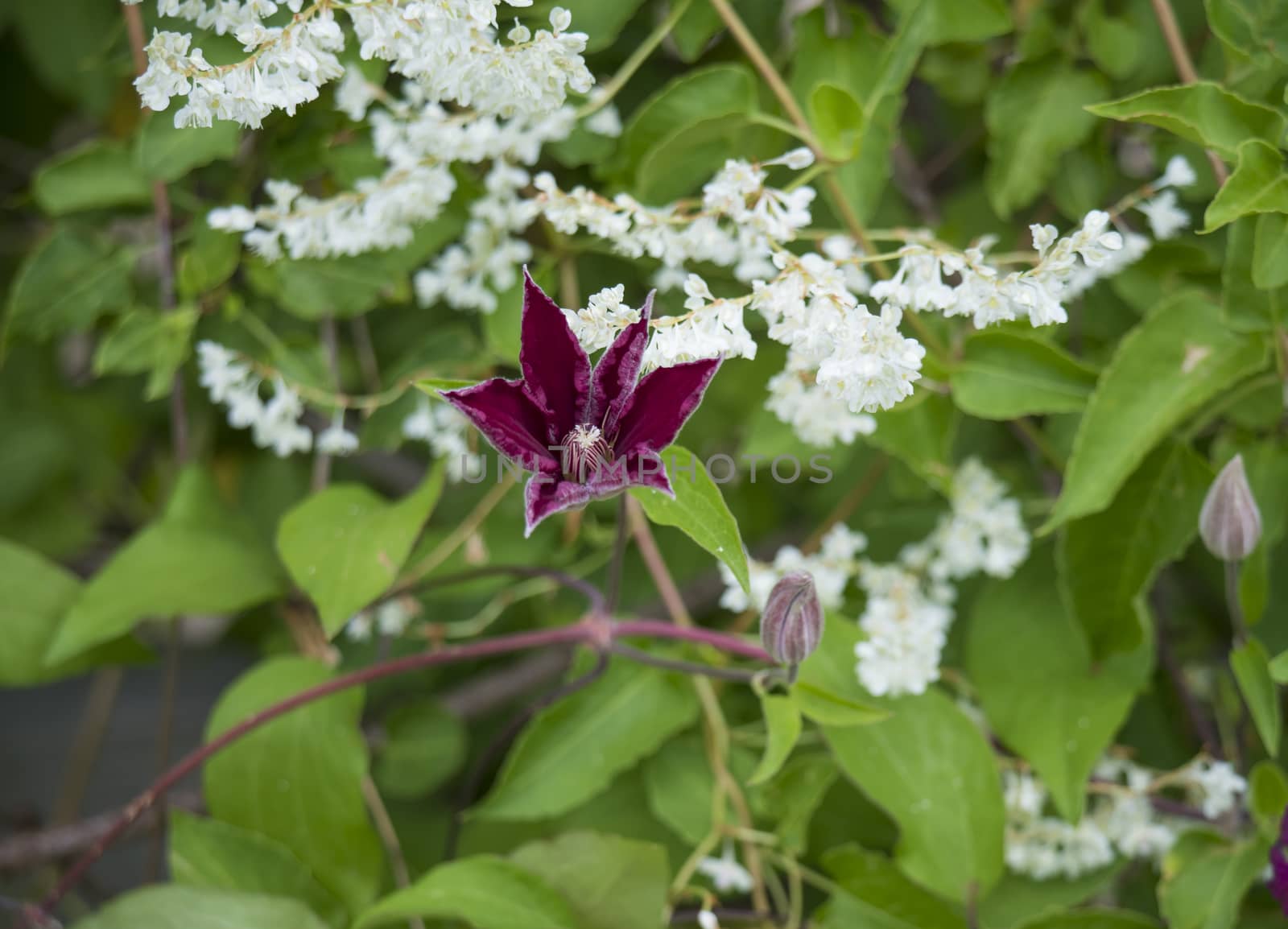 Red Clematis Rouge cardinal opening flower and bud on white flower a nd green leaves background, selective focus