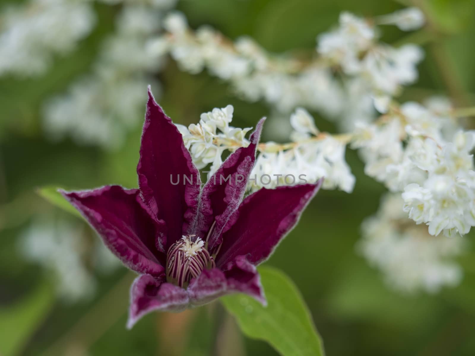 Red Clematis Rouge cardinal opening flower and bud on white flower a nd green leaves background, selective focus