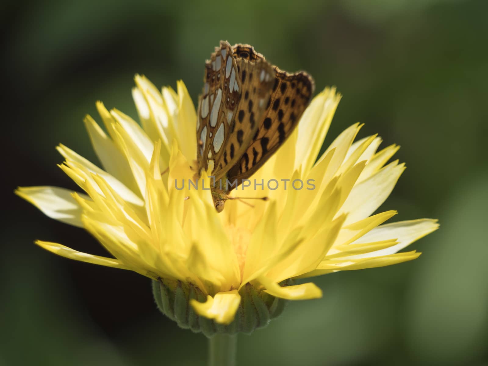 Close up orange and black Queen of Spain Fritillary butterfly, Issoria lathonia, sitting on yellow flower of Calendula officinalis selective focus, blurry bokeh green grass background.