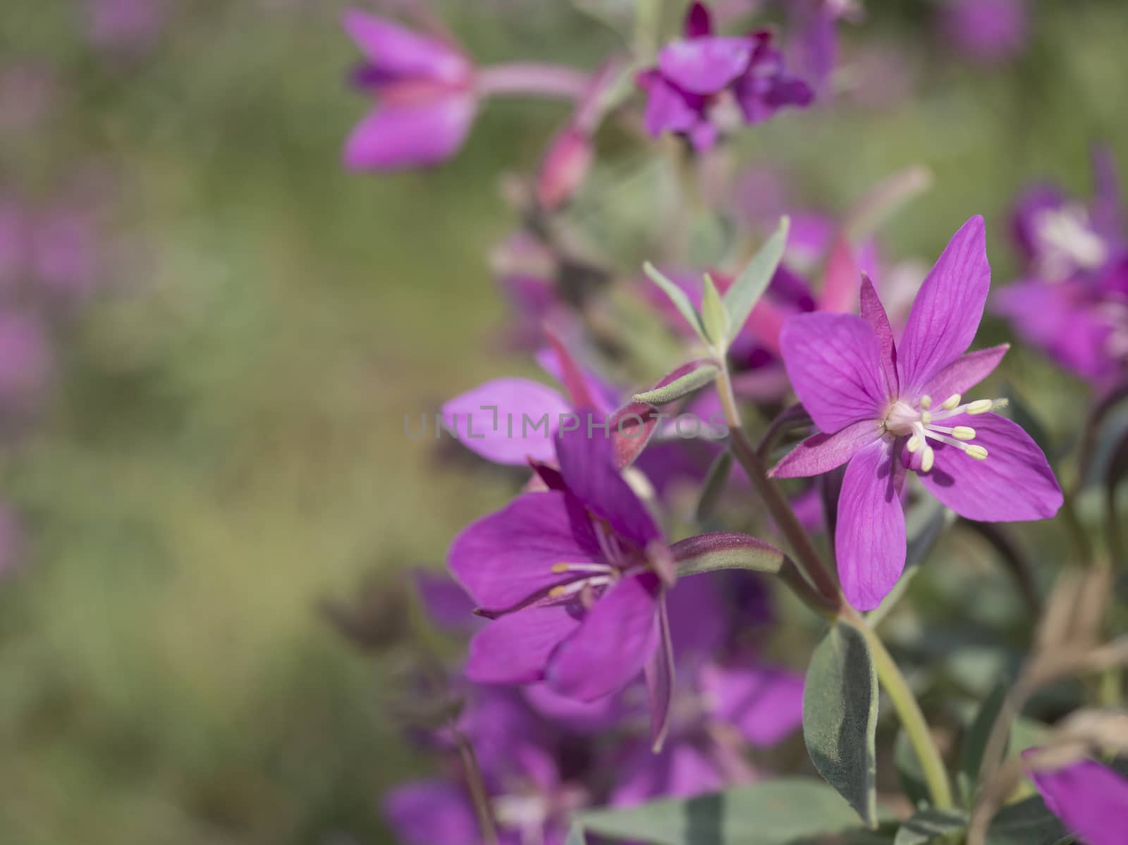 close up blooming pink flowers of the willowherb, Chamaenerion angustifolium known as fireweed, great willowherb, rosebay willowherb on a bokeh blurred green background. Copy space, selectiv focus.