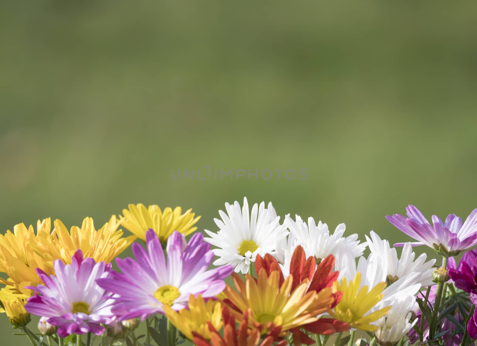 Border of close up colorful fall mums Chrysanthemums or chrysanths flowers on a green bokeh background, selective focus, copy space.