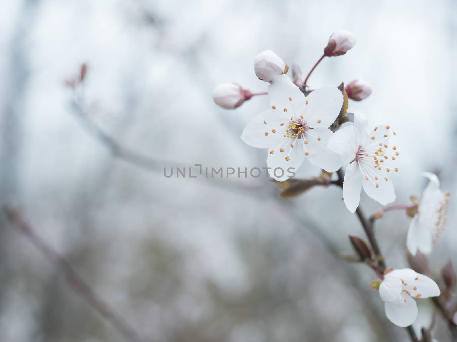close up beautiful blooming white apple blossom bud flower twig, selective focus, natural bokeh background, floral spring frame, copy space by Henkeova