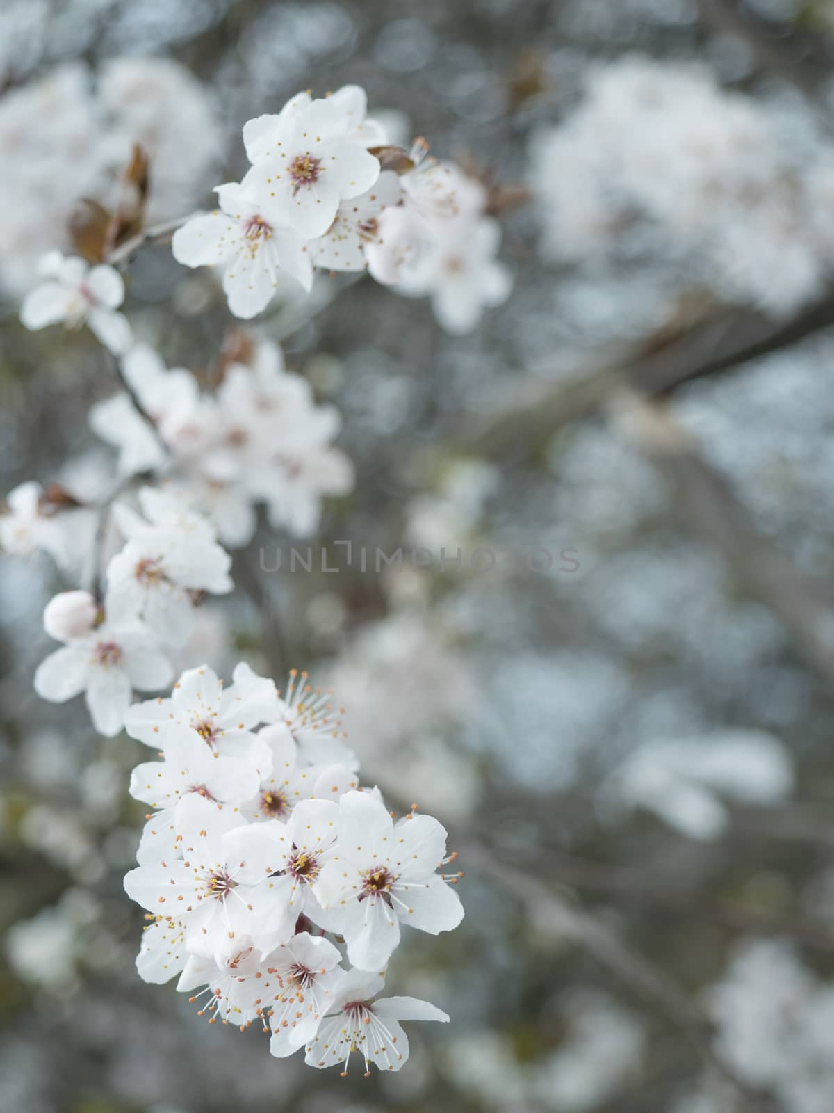 close up beautiful blooming white apple blossom bud flower twig, selective focus, natural bokeh background, floral spring frame, copy space by Henkeova