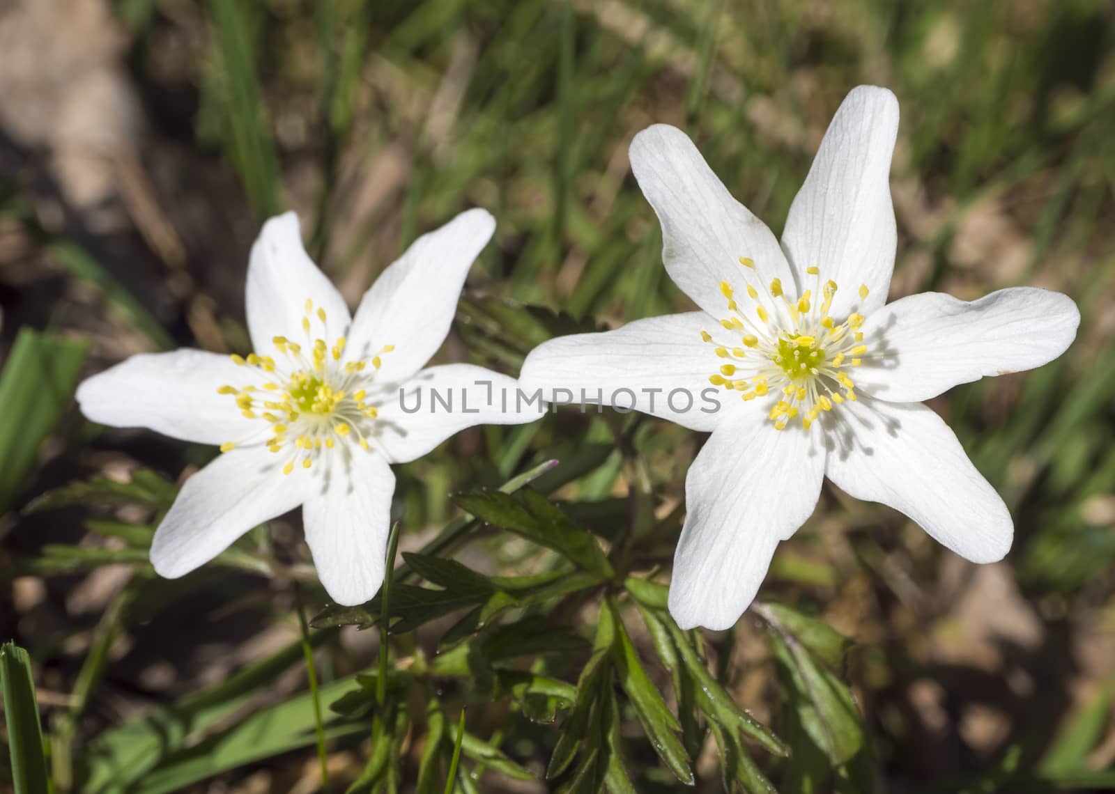 close up macro of beautiful perfect white wood anemone flowers, Anemone nemorosa, selective focus, bokeh, spring floral background.