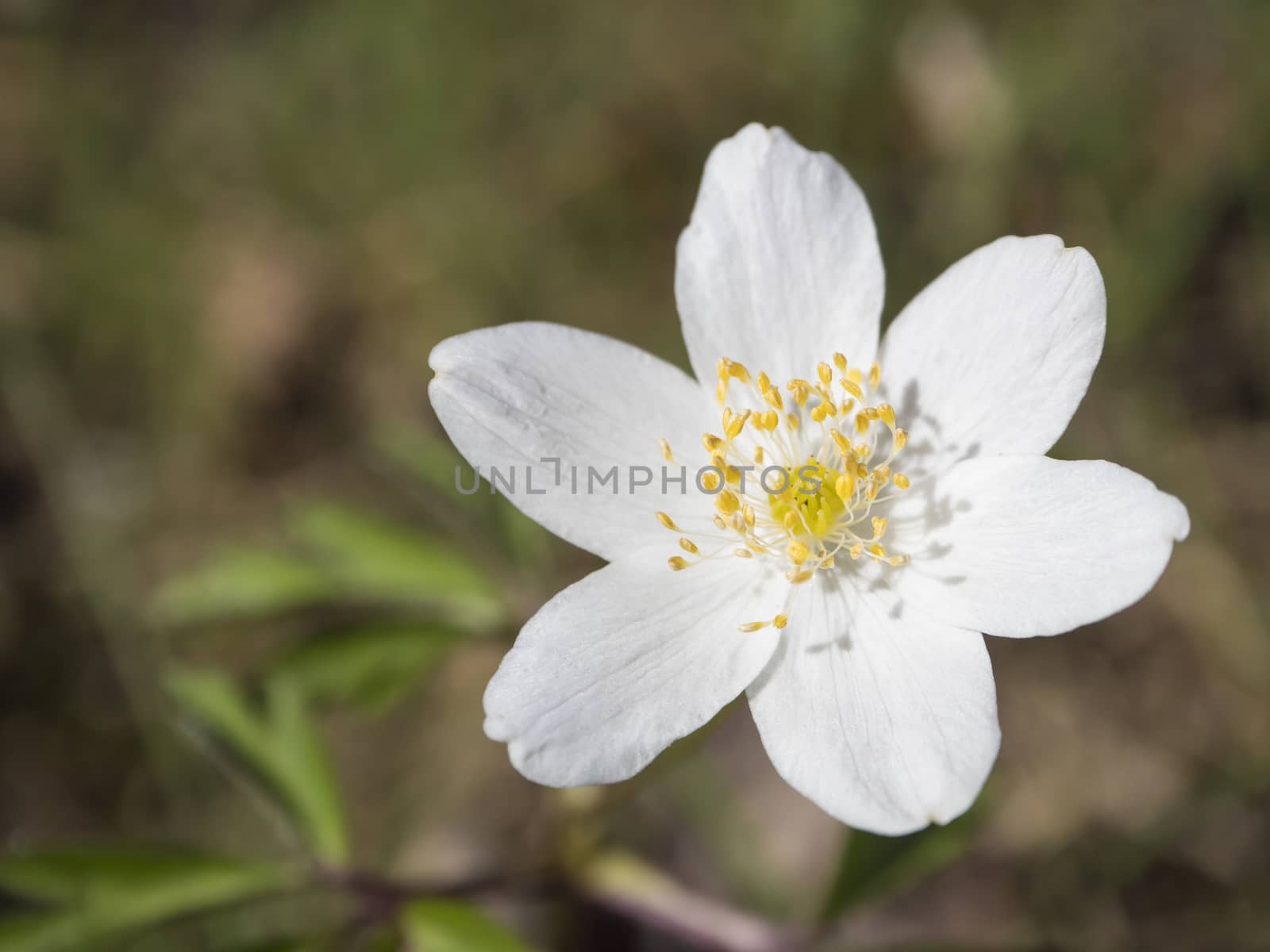 close up macro of beautiful perfect white wood anemone flower, Anemone nemorosa, selective focus, bokeh, spring floral background.