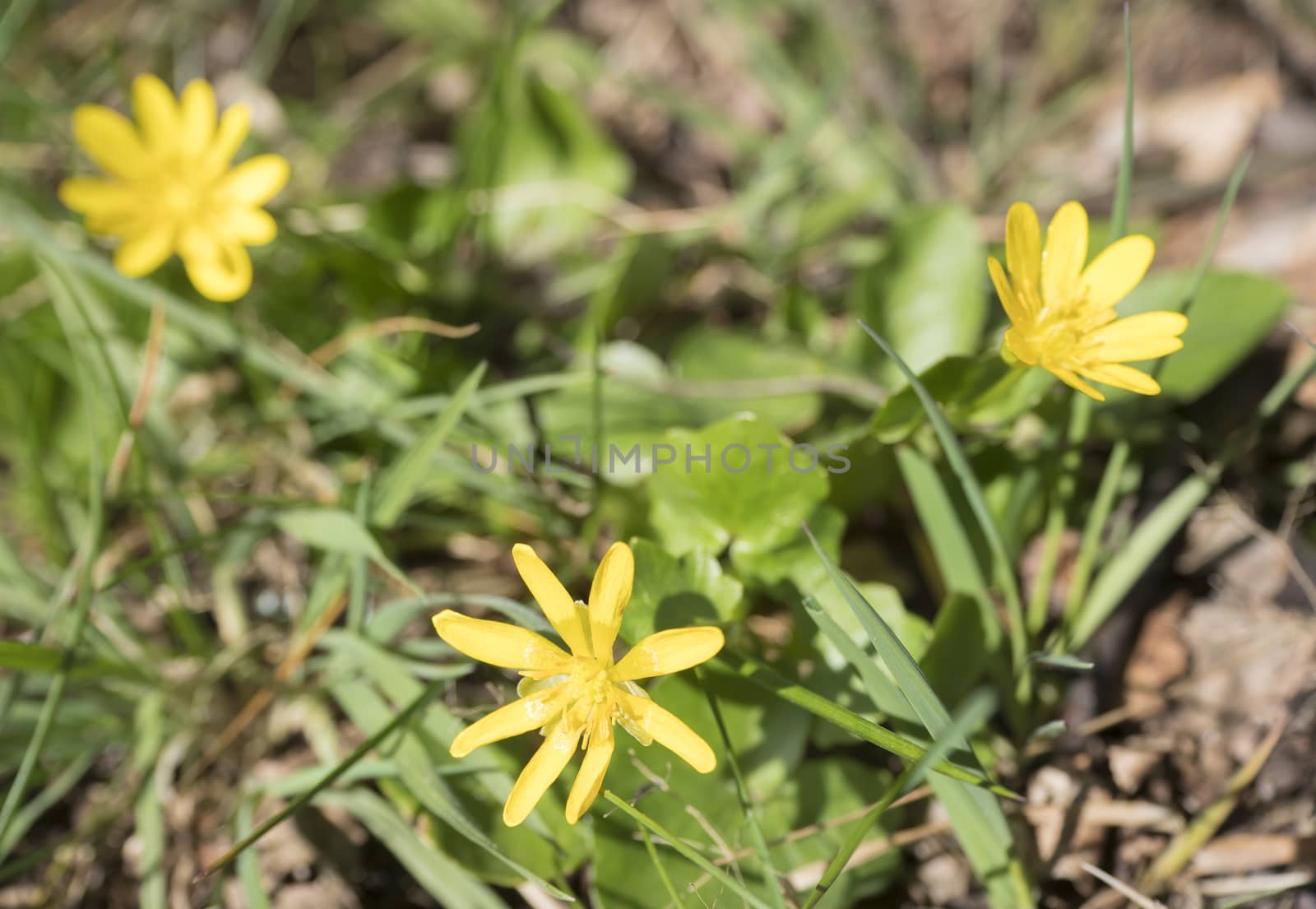 close up yellow marsh marigold or kingcup, Caltha palustris spring flower selective focus, blurry bokeh background.