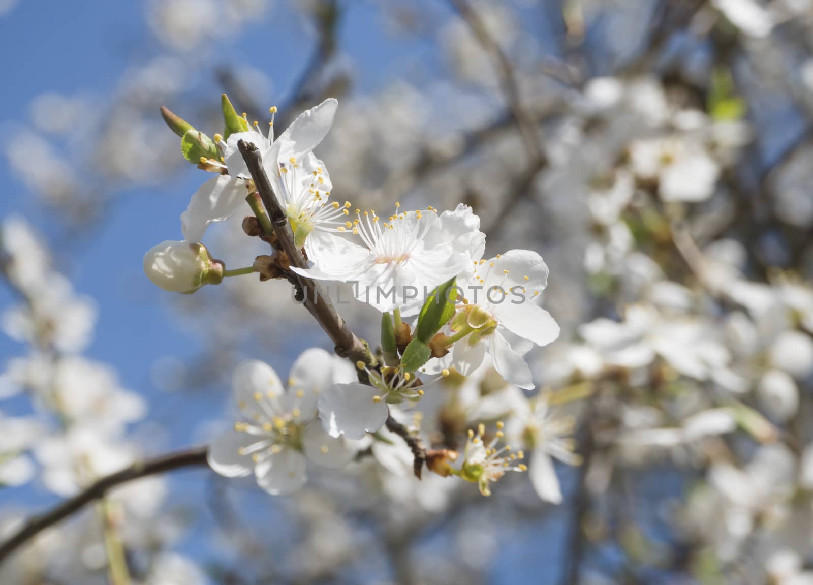 close up blooming white apple blossom flower, apple tree branches, selective focus, blue sky background