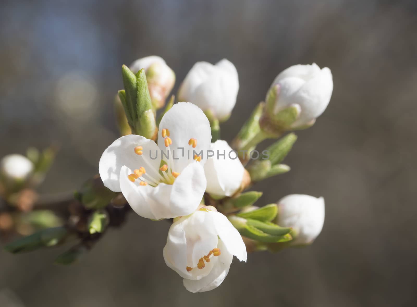 close up beautiful macro blooming white apple blossom bud flower twing with leaves, selective focus, natural bokeh beige background, copy space by Henkeova