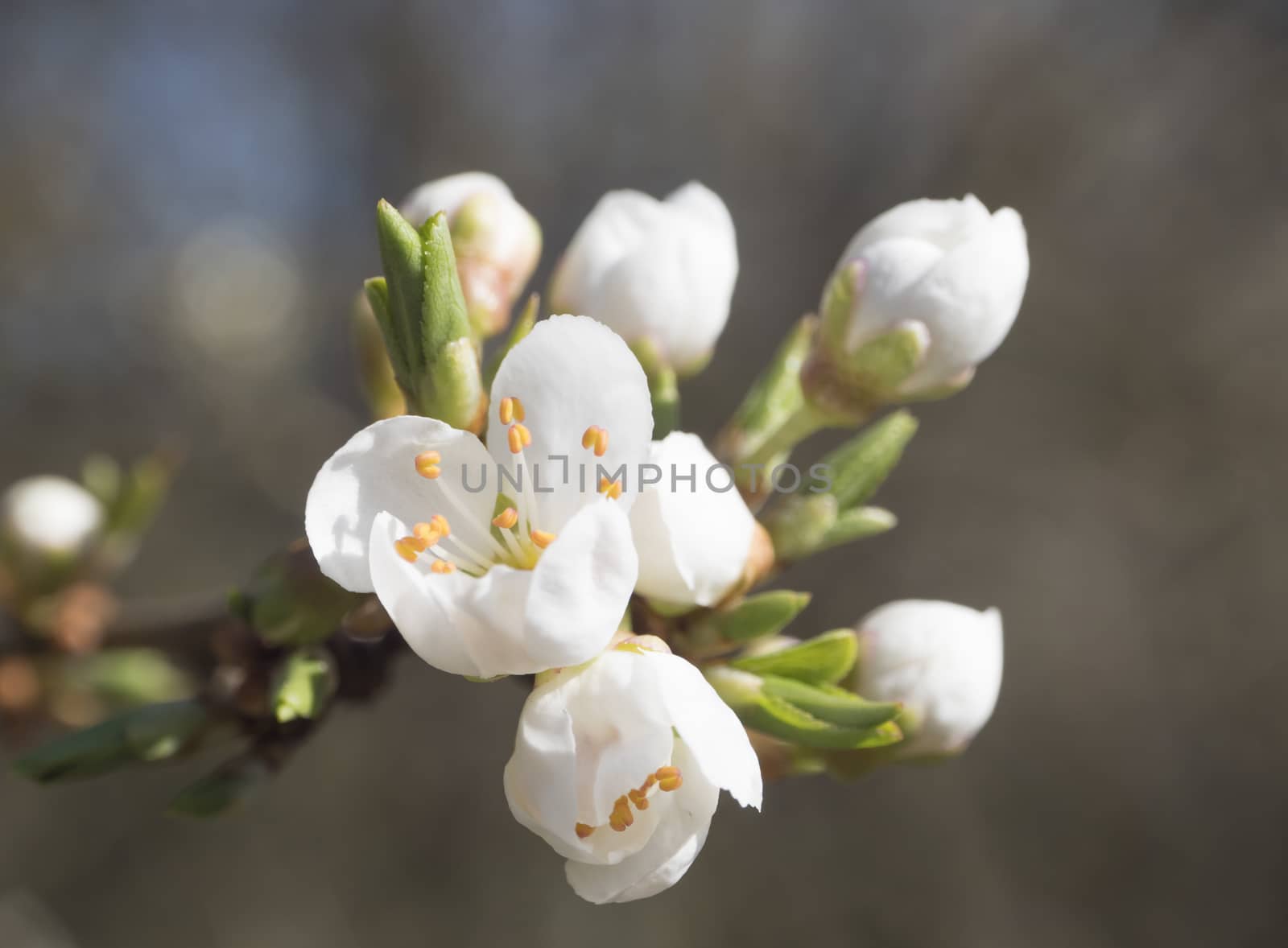 close up beautiful macro blooming white apple blossom bud flower twing with leaves, selective focus, natural bokeh beige background, copy space.