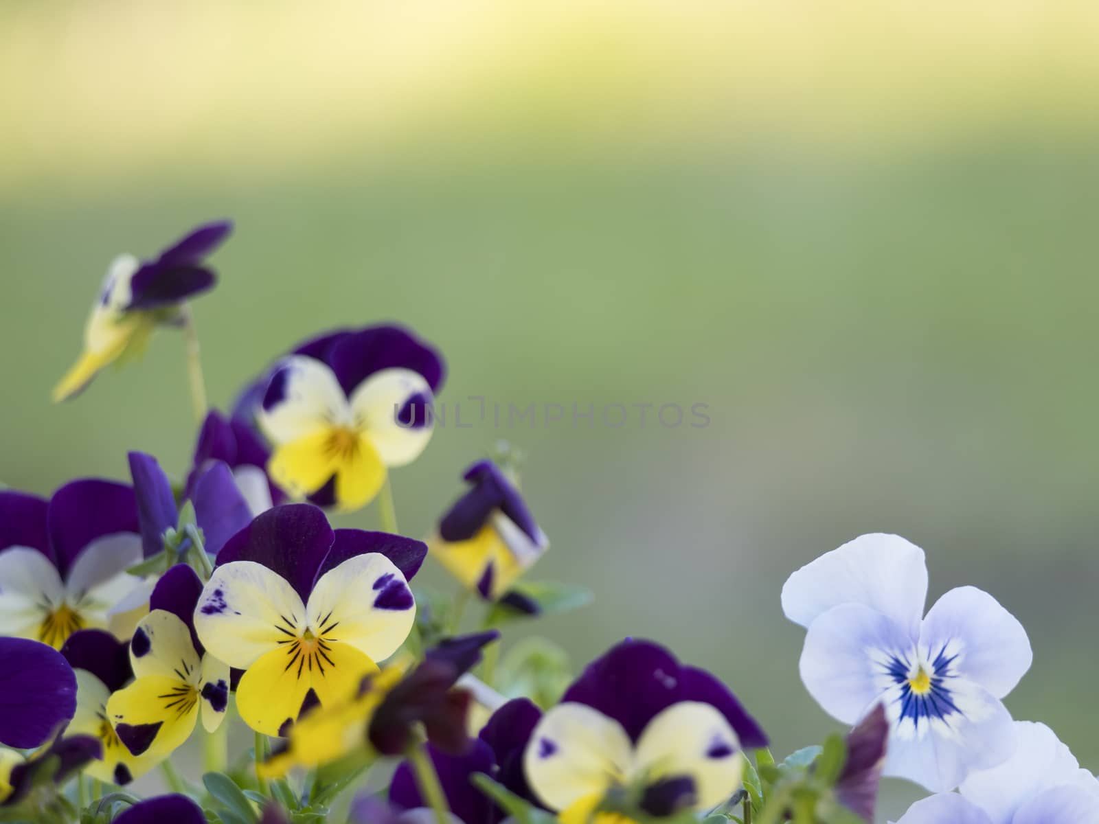 Border of close up garden pansy, yellow, purple and violet viola flower on a green bokeh background, selective focus, copy space.