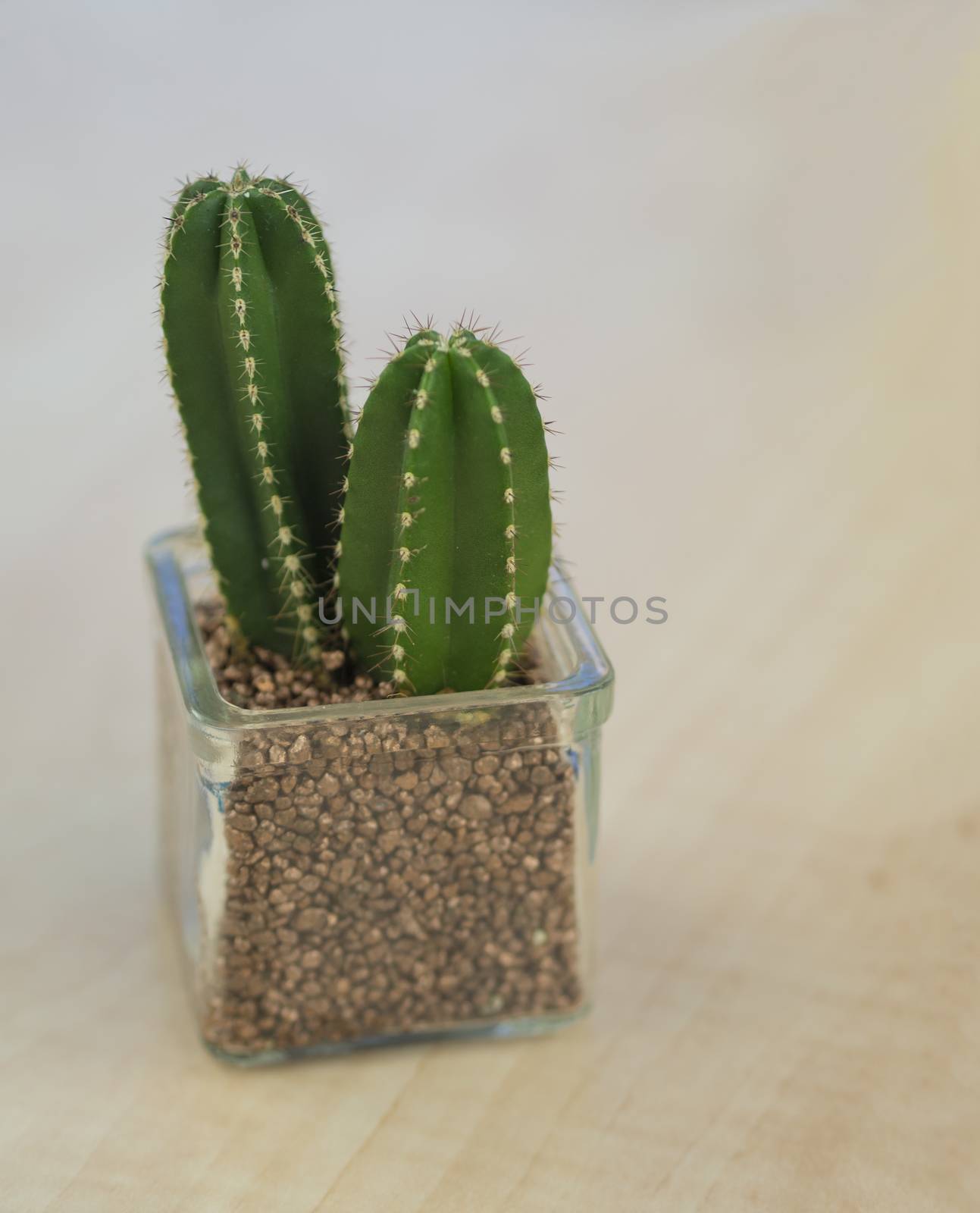 close up small green cactus in glass flowerpot on light wood desk, selective focus