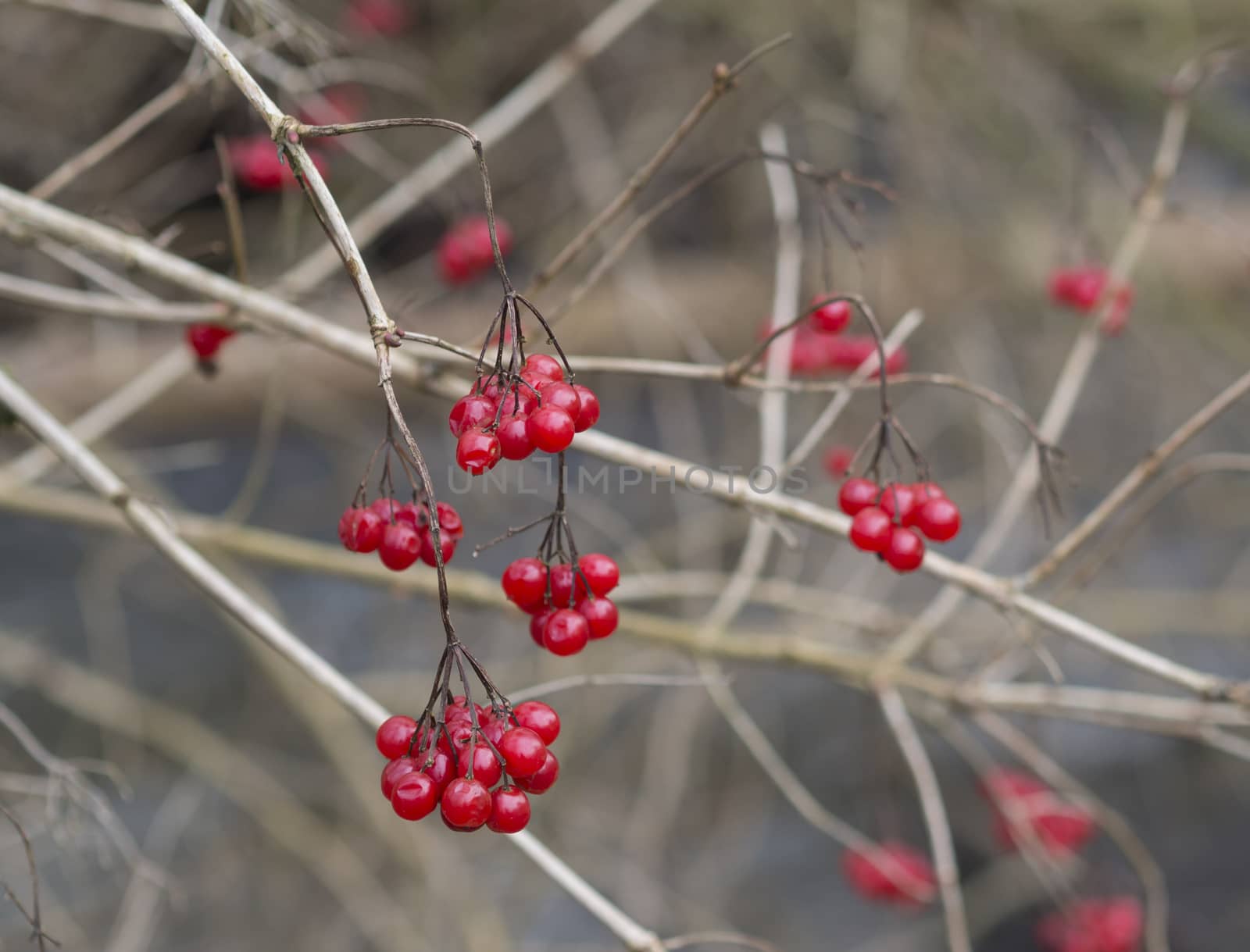 close up red berries on bare bush branches in winter beige background, selective focus by Henkeova