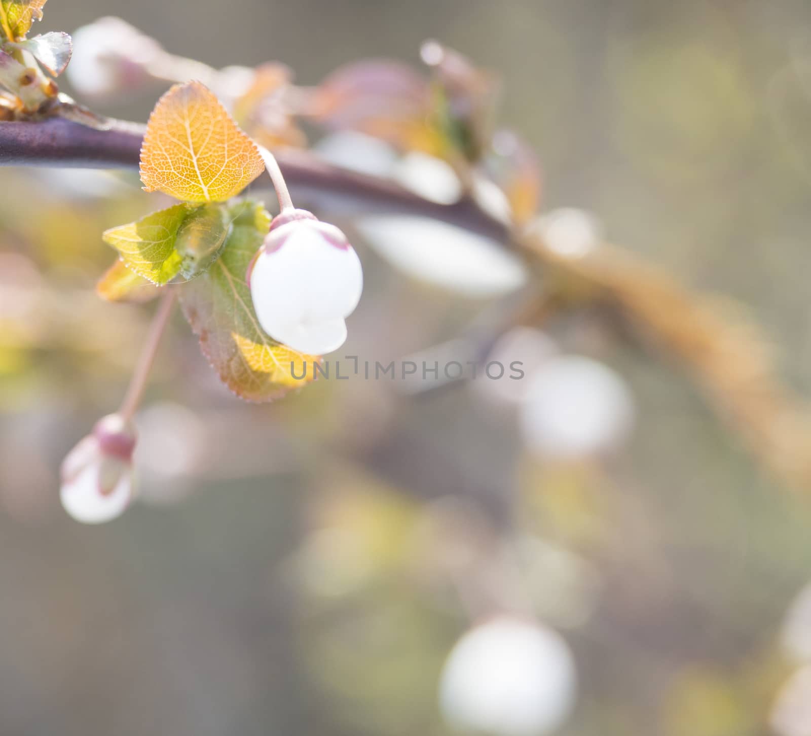close up beautiful macro blooming pink apple blossom bud flower twing with leaves, sele.ctive focus, natural bokeh beige background, copy space
