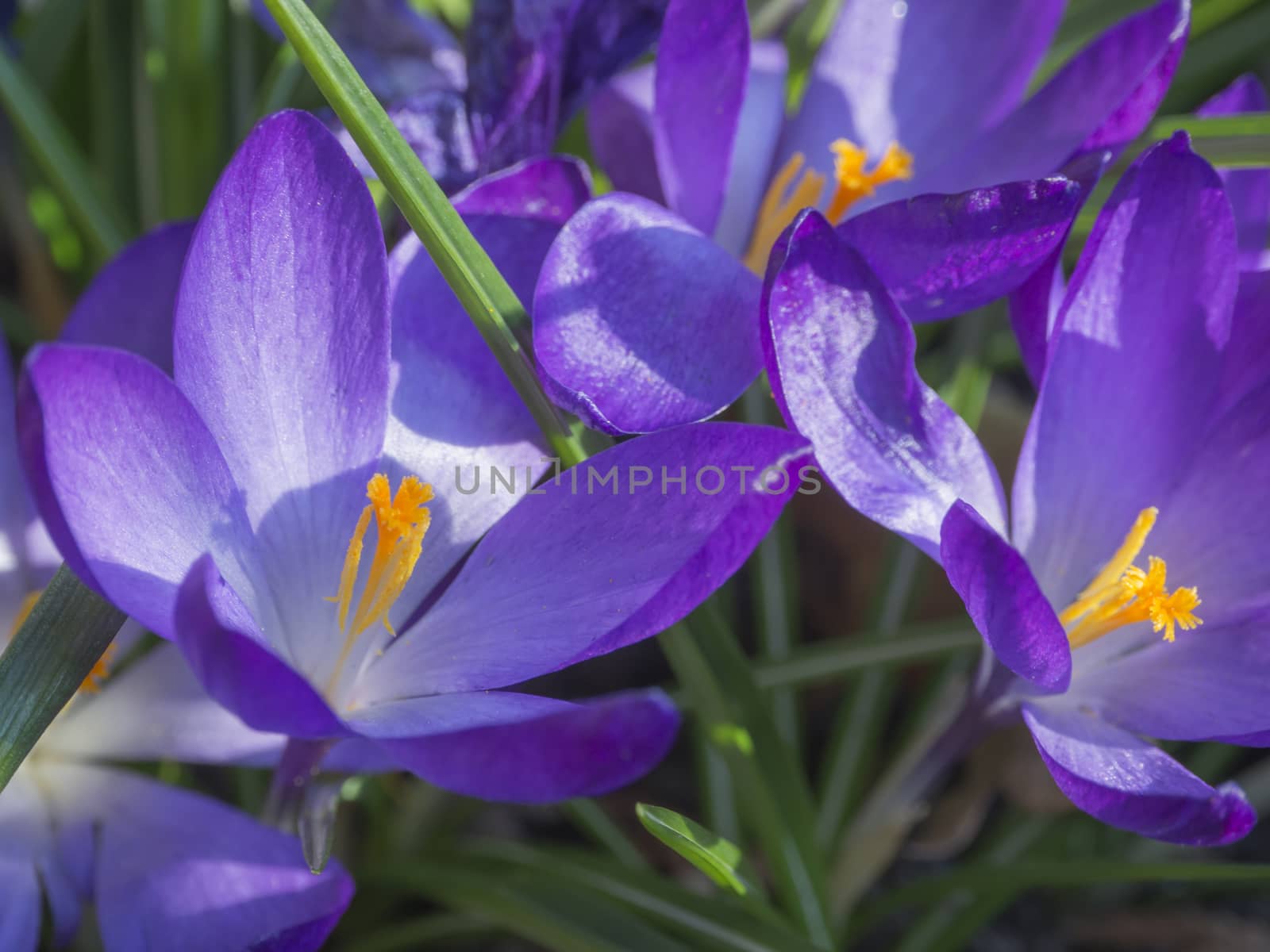 close up macro violet Crocus vernus spring flower on defocused green leaves bokeh background by Henkeova