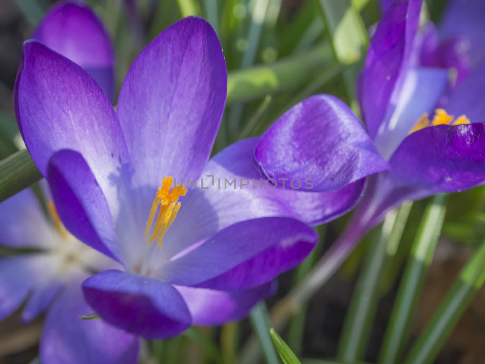 close up macro violet Crocus vernus spring flower on defocused green leaves bokeh background by Henkeova