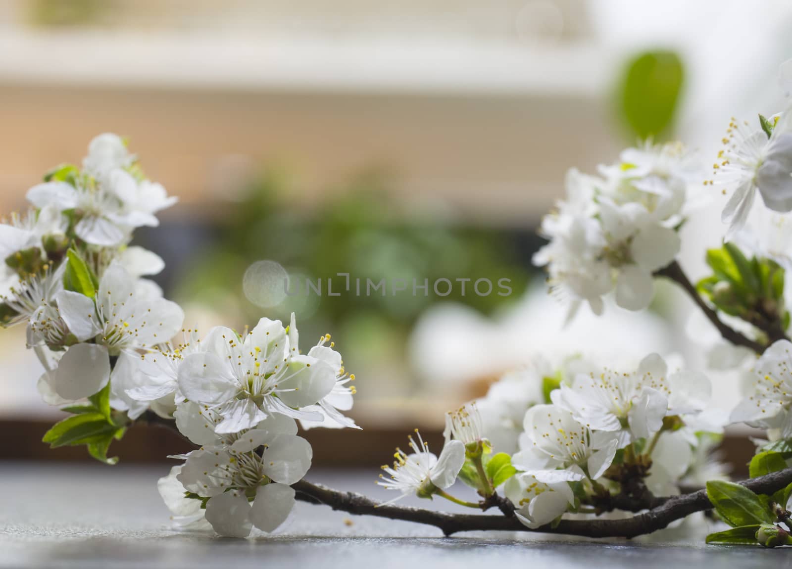 close up blooming apple blossom flower twing on table, selective focus, blurred background