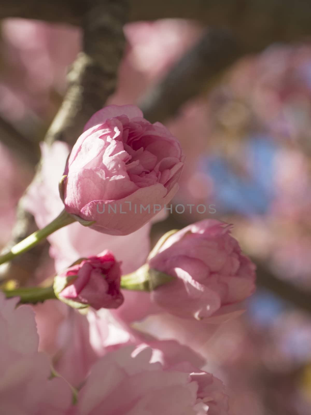 close up blooming pink sakura cherry blossom or Japanese cherry bud (Prunus serrulata) soft focus, natural floral background by Henkeova