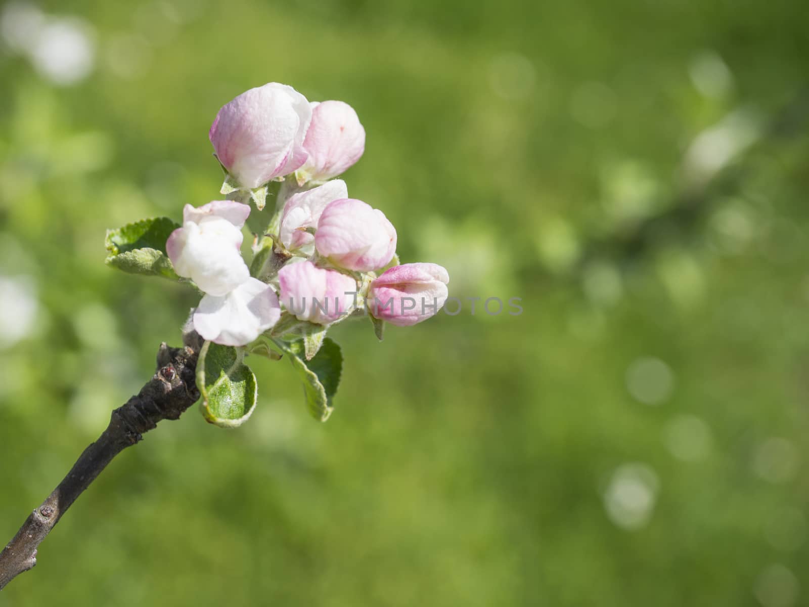 close up beautiful macro blooming pink apple blossom bud flower twing with leaves, selective focus, natural bokeh green background, copy space by Henkeova