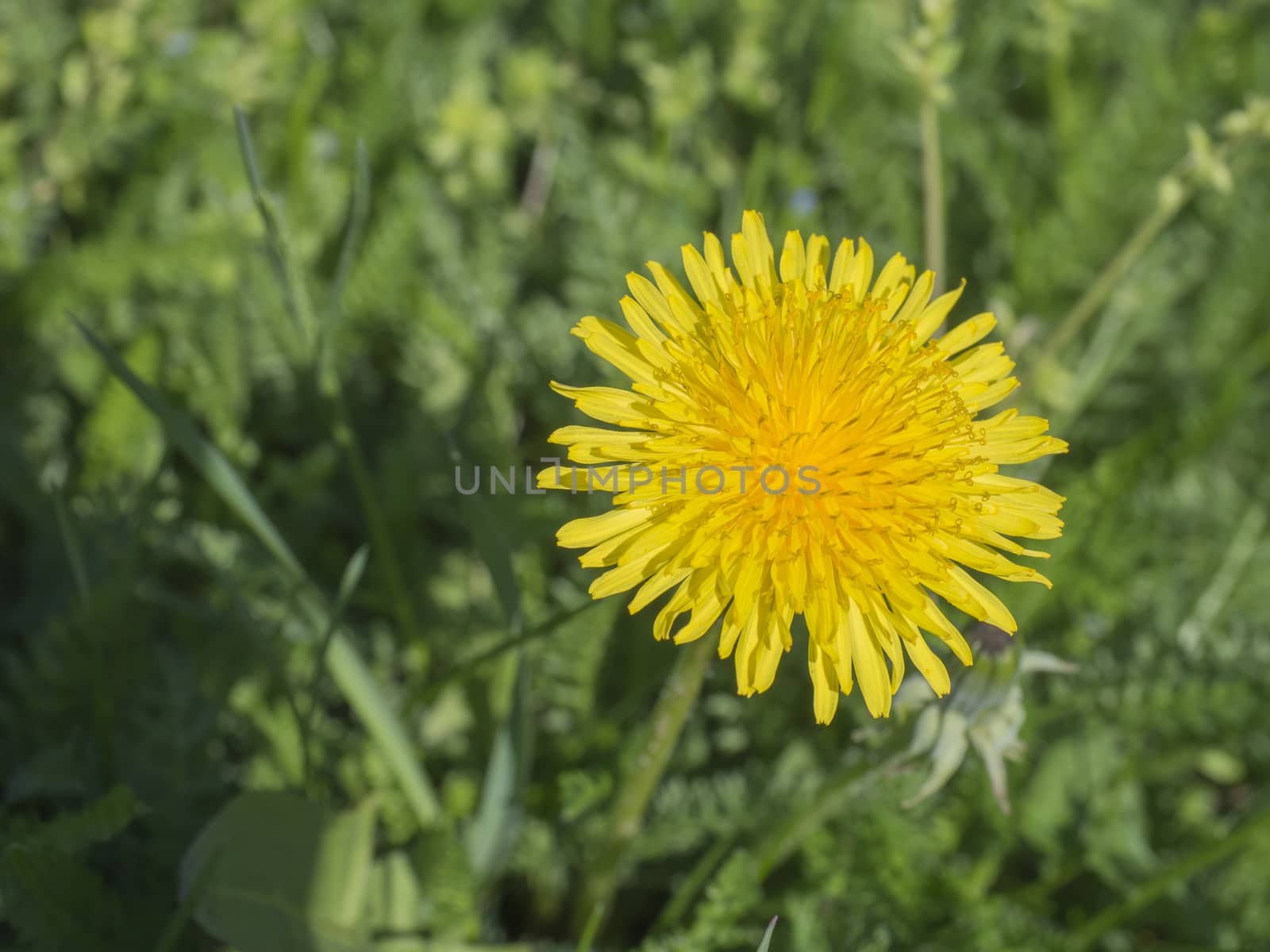 macro close up single yellow dandelion on lush green bokeh background