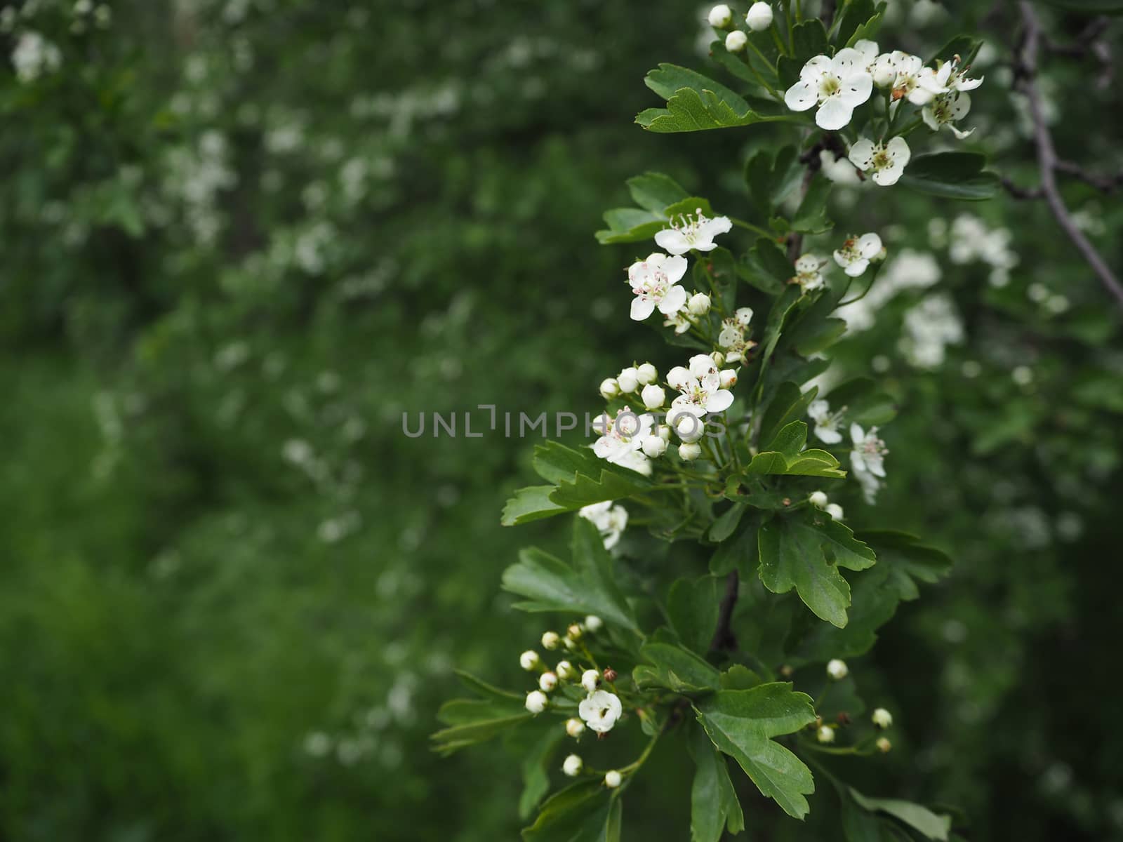 branch of blooming apple tree on the green fuzzy background