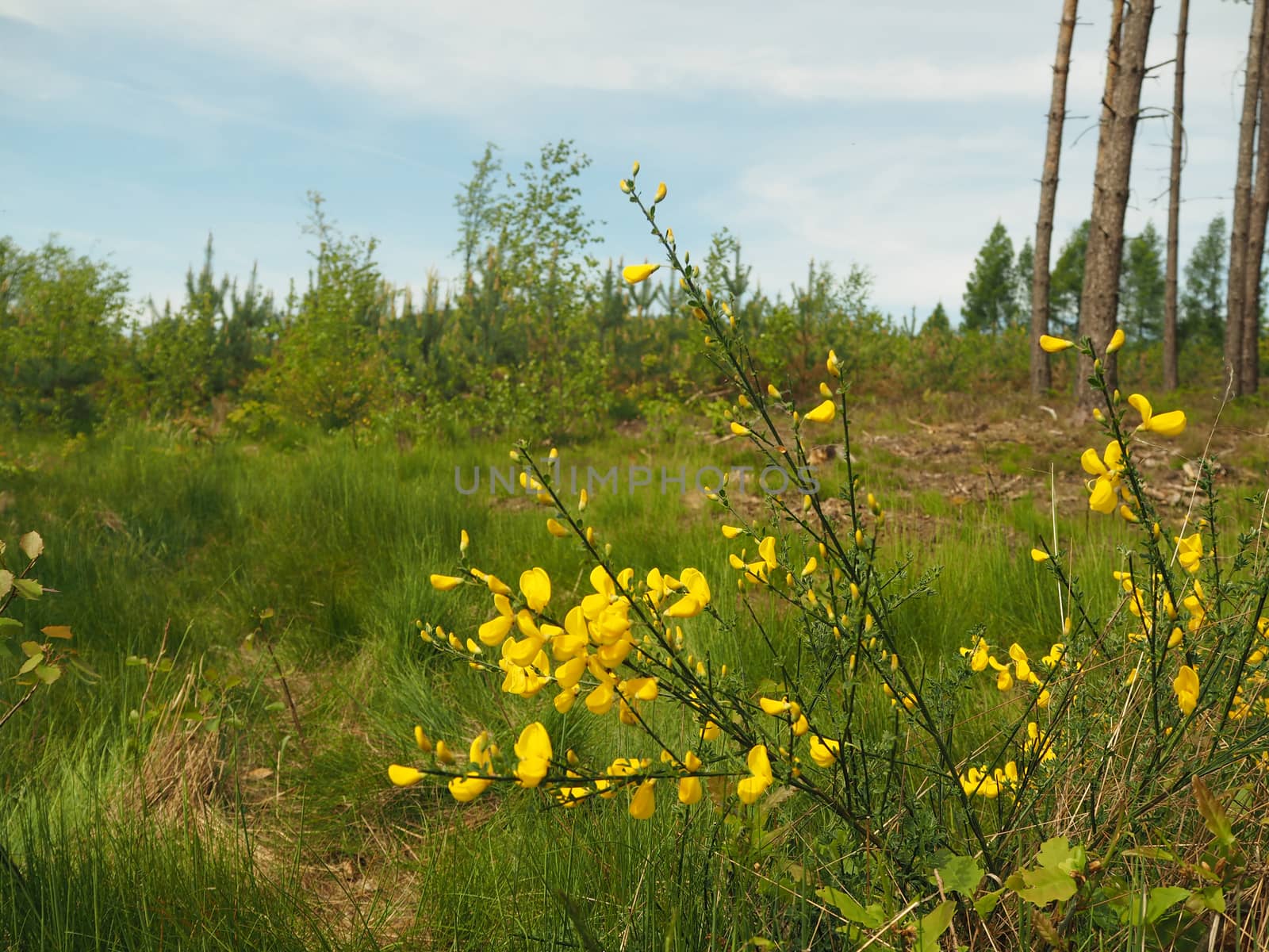 wild yellow flowers in the young forest