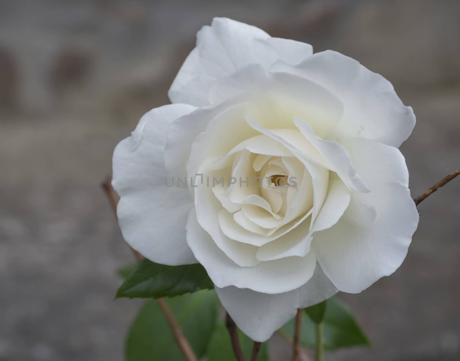 close up of single sepia white rose flower petals, bokeh background.